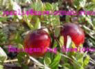Cranberry Extract(Jesslie@Snowlotusbiotech.Com)